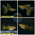 1 TRIO - Live Aquarium Guppy Fish High Quality-  GOLD LACE SNAKE SKIN