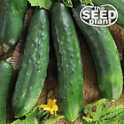 Marketmore 76 Cucumber Seeds - 50 SEEDS SAME DAY SHIPPING