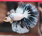Live Betta Fish Male White Body with Blue Black Tail Halfmoon High Quality Grade