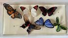 Pottery Barn Butterfly Lot of 6 Hand Painted Decorative Pretty Goose Feathers