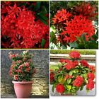DWARF RED IXORA LIVE PLANTS ~ IXORA TAIWANESE RED 5 INCHES TALL