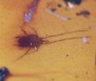 Long-legged Legged Acari (Mite/Tick), Fossil Insect inclusion in Burmese Amber