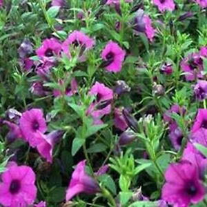 Petunia-Wild Violacea- 100 Seeds- BOGO 50% off SALE