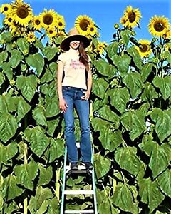 Skyscrapper Organic Sunflower Seeds 10 Seeds NON-GMO BUY 4 GET FREE SHIPPING