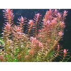 BUY 2 GET 1 FREE | Rotala Rotundifolia RED | Live Aquatic Aquarium Plant Plants