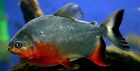 Red Pacu live fish
