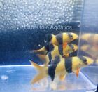 3 pack  Clown Loach - Chromobotia macracanthus Live Fish 2”+