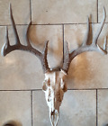 Skull Whitetail Deer Antler Wild Texas 10 Pt Man Cave European Taxidermy Mount