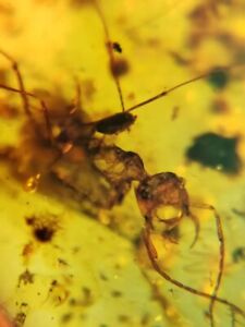 New Listingextinct Haidomyrmecine hell ant Burmite Myanmar Amber insect fossil dinosaur age