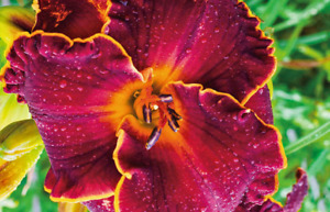 Daylily Naughty Red Bare roots Pollinator Friendly Perennial Returns every year