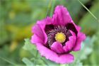 1000 HUNGARIAN BREADSEED POPPY Papaver Purple Blue Flower Seeds *Flat Shipping