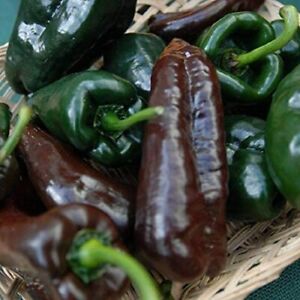 Mulato Isleno Poblano Pepper Seeds | Non-GMO | Free Shipping | Seed Store | 1012