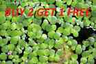 3500+ Duckweed live Plant BUY2GET1 FREE Aquarium POND NO INSECTS/PARASITES FAST