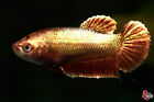 Live Betta Fish Aquarium Rose Gold Female Hmpk #F788 Thailand seller