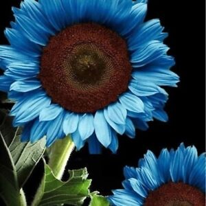 35 Blue Sunflower Seeds Plants Garden Plants bonsai rare flower colorful organic