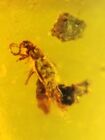 Coleoptera rove beetle Burmite Myanmar Burmese Amber insect fossil dinosaur age