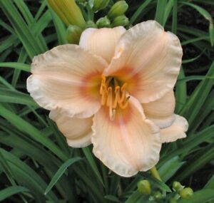 Daylily - Carefree Peach - DF or 2 plants