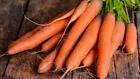 Carrot Seeds - Bolero - USA Grown - Non Gmo