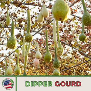 10 Dipper Gourd Seeds, Heirloom, Non-GMO, Genuine USA