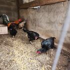 New Listinghatching eggs chicken. black Brazilian asil