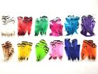 LADY AMHERST - Pheasant Tippet Feathers - FLY TYING MATERIALS - 12 COLORS - NEW!
