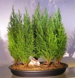 Italian Cypress Bonsai Tree Seeds for Planting | 50 Seeds | Exotic Evergreen Tre