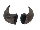 Matched Lg Pair of #3 Grade Real North American Buffalo Horns (576-2LM3-AS) Y3K