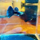Pack Of 5 Live HB Blue Guppy Fry- Live Guppy fish USA seller Buy 2 Get 2 Free