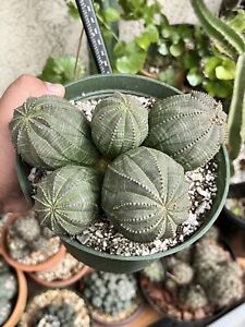 Euphorbia obesa Cluster Male