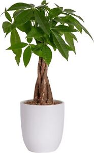 Costa Farms Money Tree, Easy Care Indoor Plant, Live Houseplant in Ceramic Plant