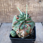 D2714 EUPHORBIA OBESA MONSTER OLD pot8-H10-W9 cm MaMa Cactus
