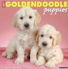 Willow Creek Just Goldendoodle Puppies 2024 12 x 12 Wall Calendar w
