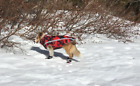 Dog Winter Jacket/Vest/Snow Suit Chest 22