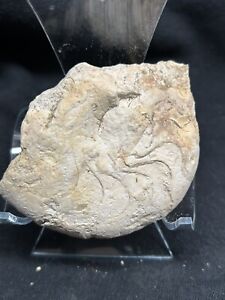3” Texas Fossil Nautiloid Ammonite, Paracymatoceras Texanum, Grayson Formation