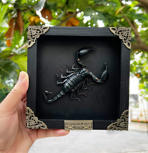 Real Scorpion Framed Gothic Decor Taxidermy Dried Insects Bugs Wall Decor
