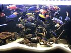 Lot Of 6 African Cichlids. Peacocks And Haps. From Beautiful Breeders. Colorful!