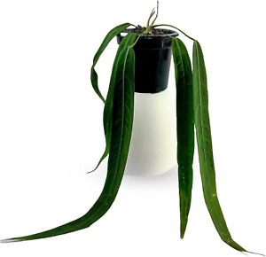 Anthurium Pallidiflorum Live Plants| Green Live House Plants for indoors
