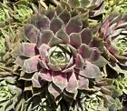 Very Pretty Sempervivum Pacific Blue Ice  Chick About 2 Inches