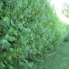 10 Hybrid Aussie Willow Trees - Fast Growing Privacy and Shade - Easy to Grow