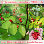 Erythroxylum Novogranatense Organic SUPER FRESH Premium Seeds Fast Safe Shipping