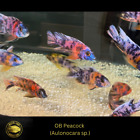 OB Peacock Male - Live Fish (3.5