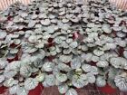 New ListingHarmony Foliage Strawberry Begonia in 4 inch pots 30-Pack Bulk Wholesale Creepin