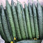 15+ Tianjin Tender Spiky Cucumber Seeds Long Burpless Hybrid Cucumber USA