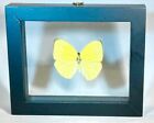 Real Butterfly in black frame double glass A+ grade specimen