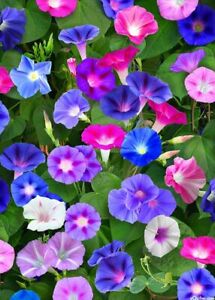 Mixed Color Morning Glory Flower Seeds