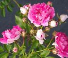 Seven Sisters Climbing Rambler Rose Live Plant Double Pink Spring Bloom Starter