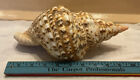Beautiful Large Natural Horse Conch Sea Shell Beach Home Decor 10” T