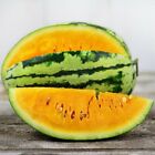 Orangeglo Watermelon Seeds | Non-GMO | Free Shipping | Seed Store | 1041
