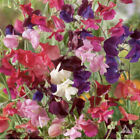 SWEET PEA HEIRLOOM Flower Mix Lathyrus Fragrant 5' Tall Vine Non-GMO 35 Seeds!