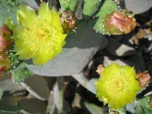 1 Pad Spineless Prickly Pear Cactus Cold Hardy Superfood Thornless Yellow Flower